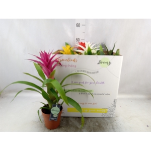 Guzmania   ...mix