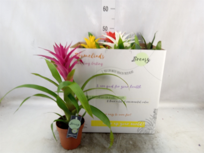 Guzmania   ...mix