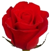 ROSA FREEDOM 050 CM IMP