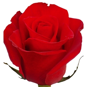 ROSA VERMELHA FREEDOM 060 IMPORTADA