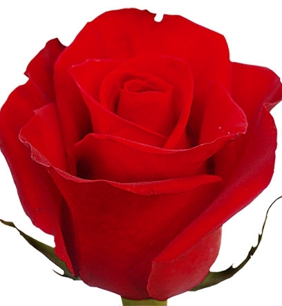 ROSA FREEDOM 050 CM IMP