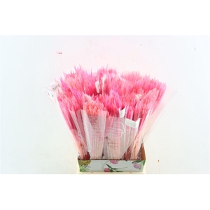 Dried Silk Worms Extra L. Pink Bunch