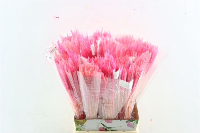 <h4>Dried Silk Worms Extra L. Pink Bunch</h4>