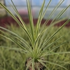 Cordyline australis 'Variegata'