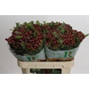 Hypericum Magical Seasons