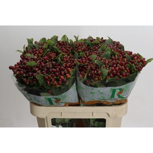 Hypericum Magical Seasons