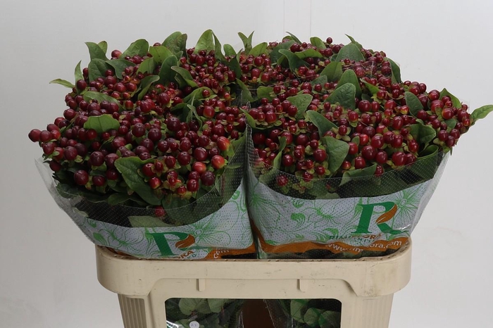 Hypericum Magical Seasons