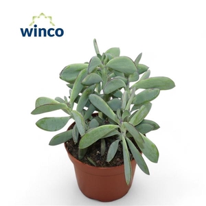 Senecio crassissimus