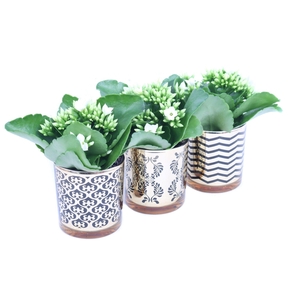 Kalanchoe wit in luxe gouden design glas