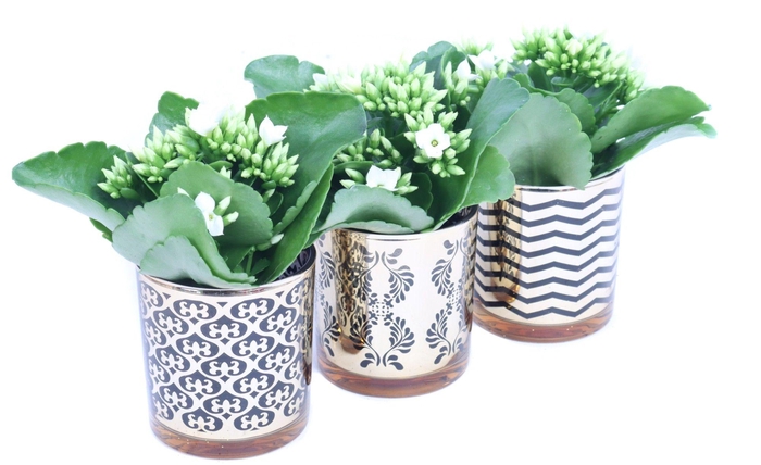<h4>Kalanchoe wit in luxe gouden design glas</h4>