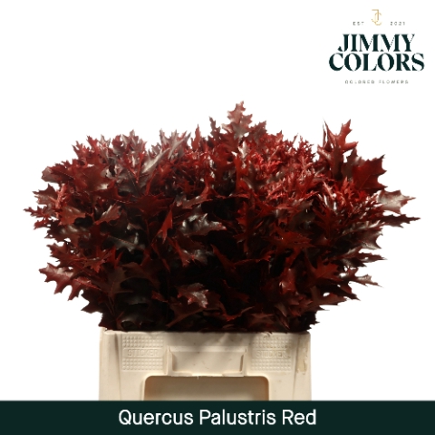 <h4>Quercus Palustris L60 Klbh. rood</h4>