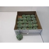 Echeveria Albicans Klein X20