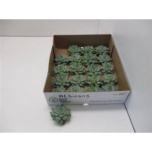 Echeveria Groen Albigans