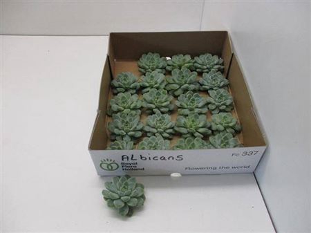 <h4>Echeveria Albicans Klein X20</h4>