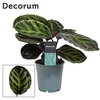 Calathea Roseo Picta (Decorum)