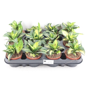 arr3 CP - Sansev x12 spiral star