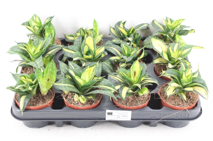 <h4>arr3 CP - Sansev x12 spiral star</h4>