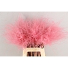 DF Stypha 60cm Bs Pink