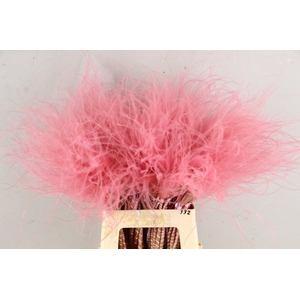 DF Stypha 60cm Bs Pink