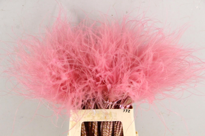 <h4>DF Stypha 60cm Bs Pink</h4>