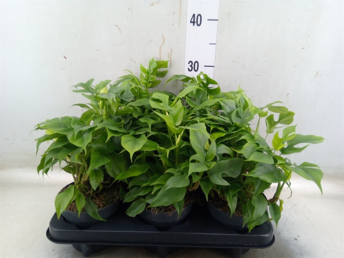 <h4>Monstera delic. 'Piccolo'</h4>