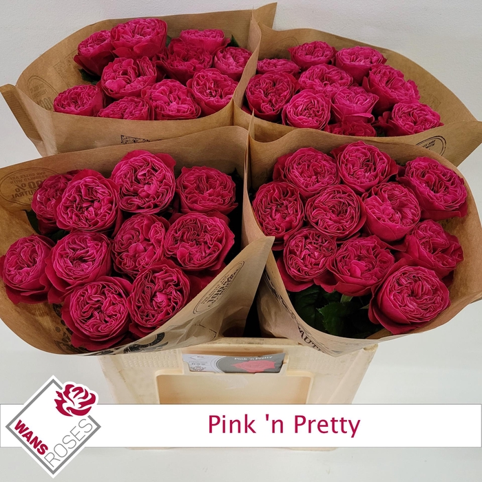 <h4>R GR PINK N PRETTY</h4>