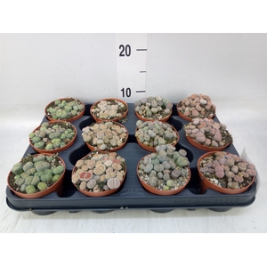 Lithops sp.