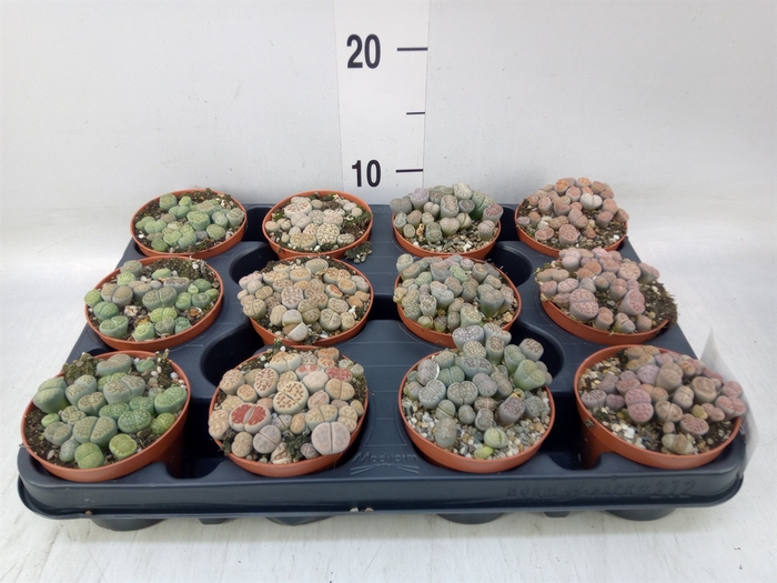 <h4>Lithops sp.</h4>
