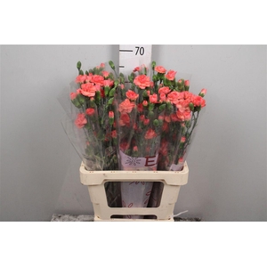 Di Tr Orange Amelie
