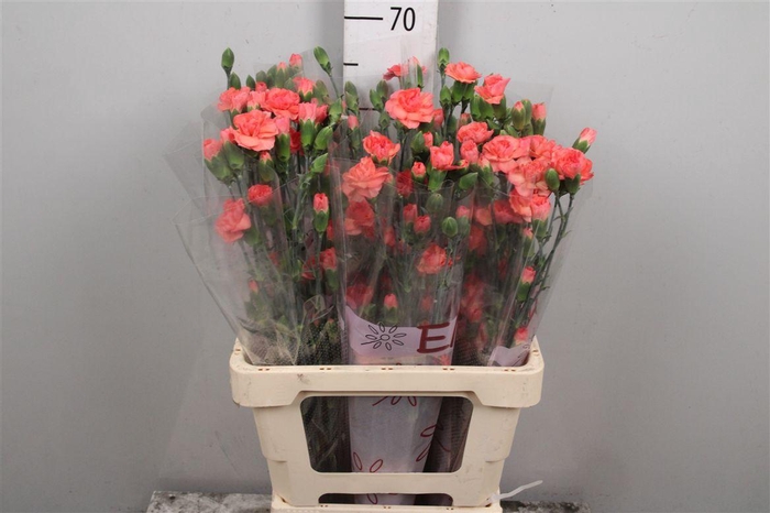 <h4>Di Tr Orange Amelie</h4>