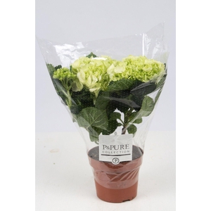 Hydrangea white P&PURE Collection
