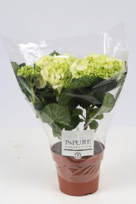 <h4>Hydrangea white P&PURE Collection</h4>