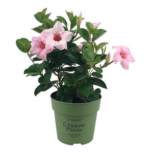 Mandevilla Sundaville Cream Pink Bush (Dipladenia)