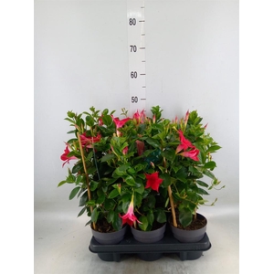 Mandevilla am. 'Sundav Red'