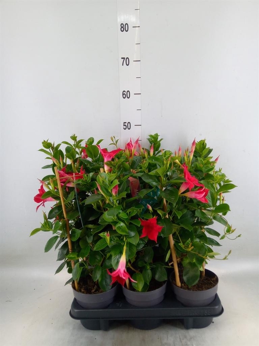 <h4>Mandevilla am. 'Sundav Red'</h4>