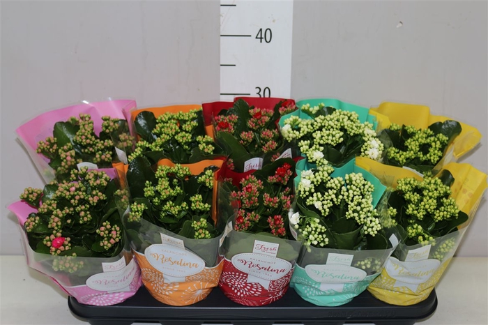 <h4>Kalanchoe Rosalina Mix</h4>