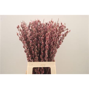 Salix Ch Red Passion