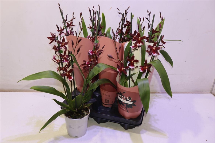 <h4>arr8 Bur Barrocco Red</h4>