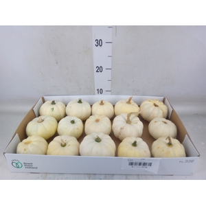 Cucurbita