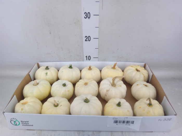 <h4>Cucurbita</h4>
