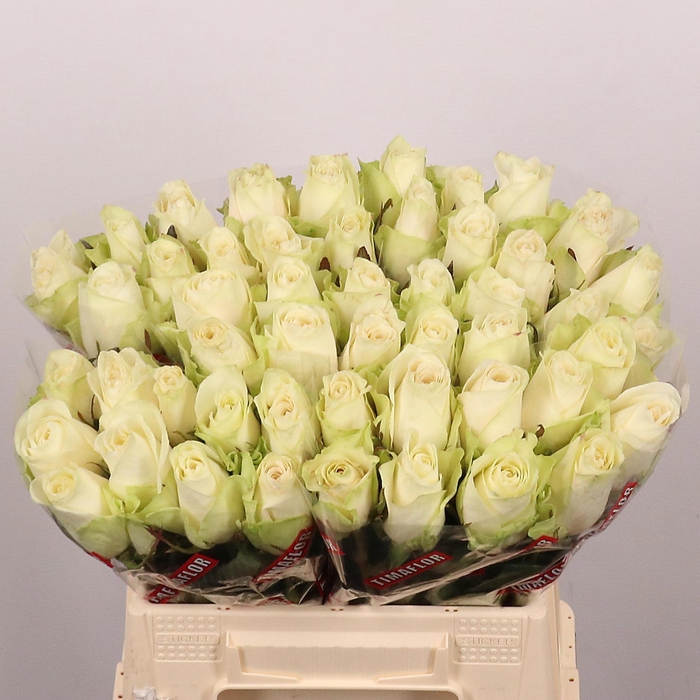 <h4>R GR ATHENA</h4>