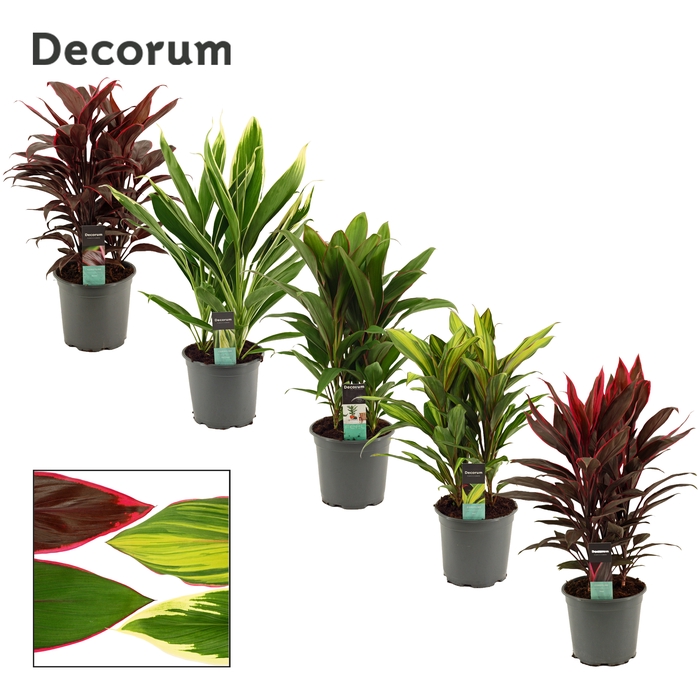 Cordyline Gemengd Toef 19 cm (Decorum)