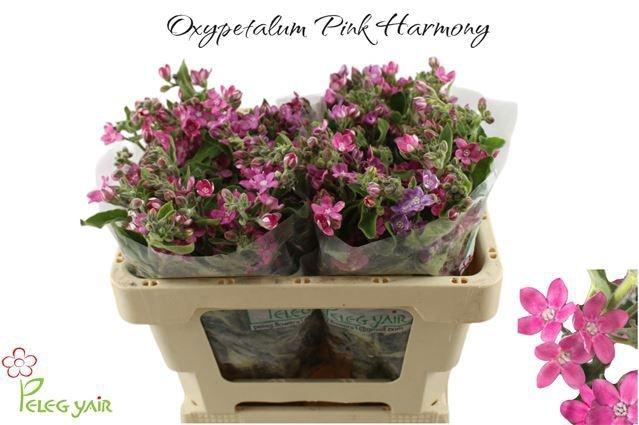<h4>OXY CO PINK HARMONY</h4>