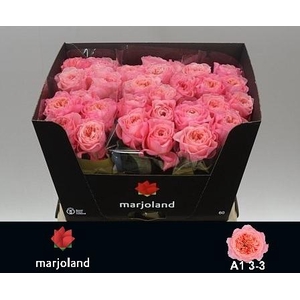 R GR MAYFIELD! JONG GEWAS 3-3 A1