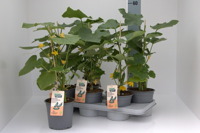 arr8 Komkommerplanten