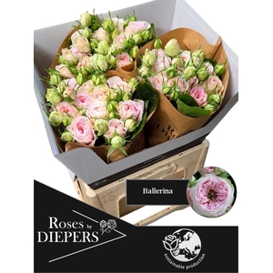 R TR BALLERI SUMMERH