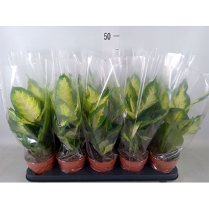 Dieffenbachia  'Camilla'