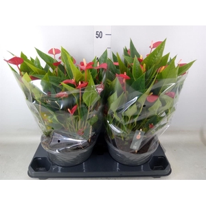 Anthurium andr. 'Mill Flowers Red'