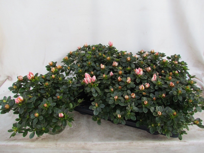<h4>RHODO SI SACHSEN GEM</h4>