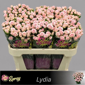 Rosa spray lydia